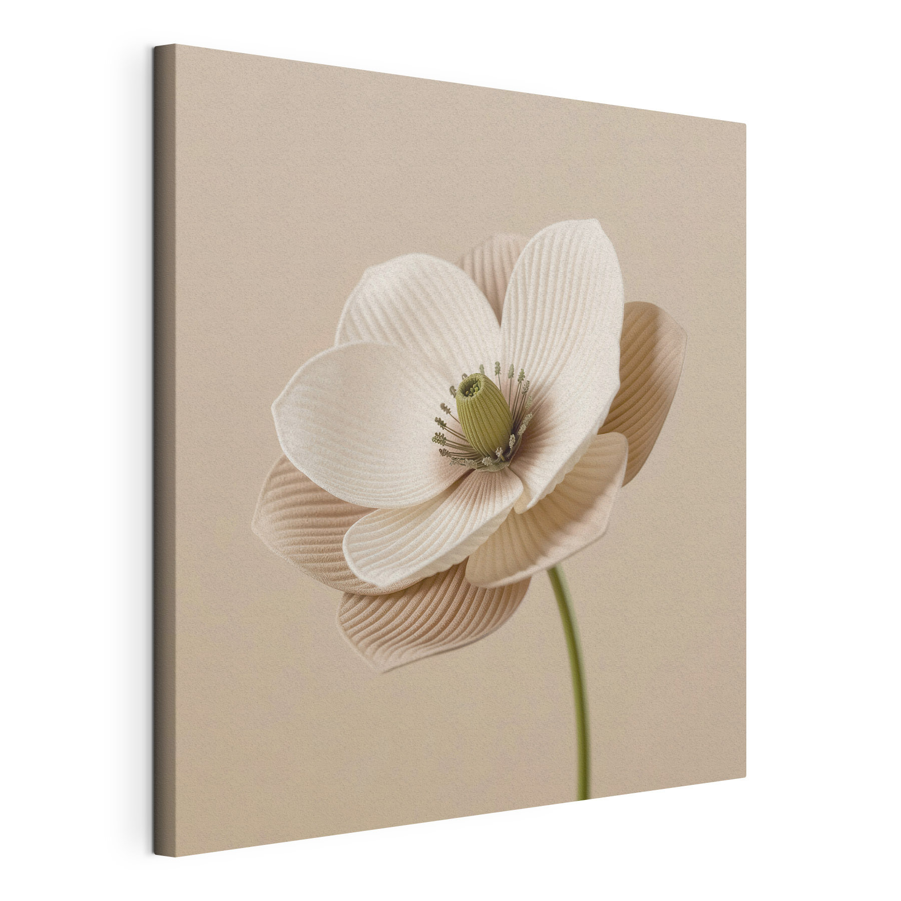 Delicate flower with soft petals